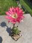 Preview: Echinopsis Hybr. rot/violett
